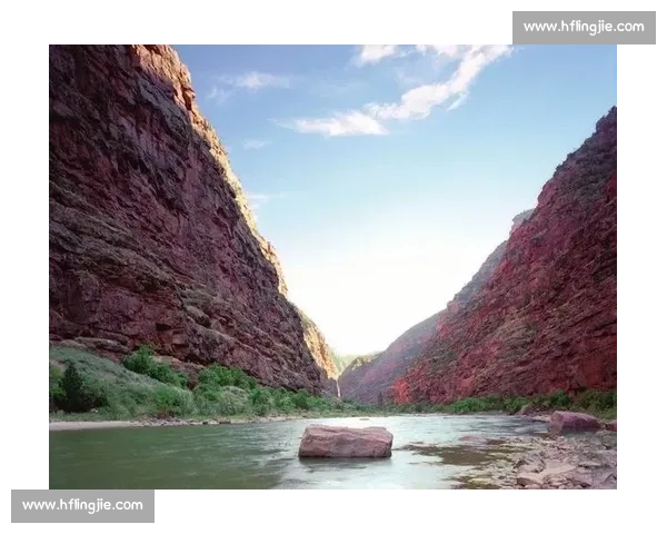 野牛对决棕熊力量耐力与生存智慧的巅峰较量自然荒原中的终极对抗